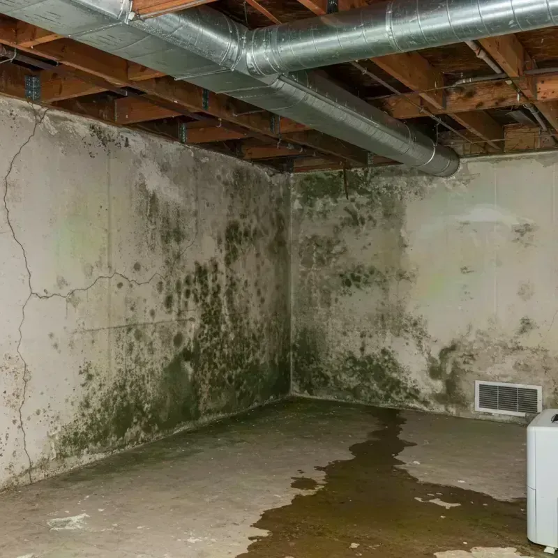 Professional Mold Removal in Perry County, IN